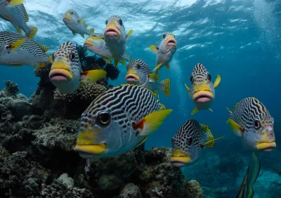 School of fish
