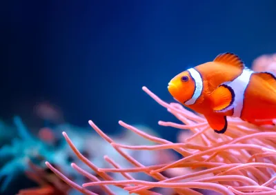Clown fish in coral