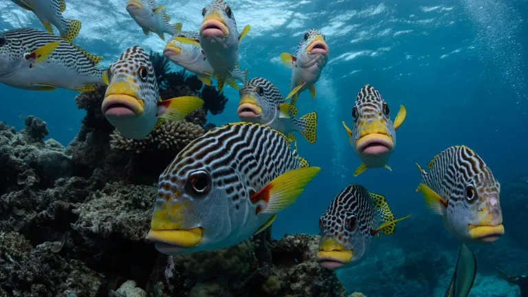 School of fish