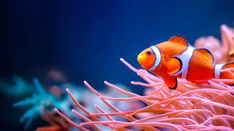 Clown fish in coral